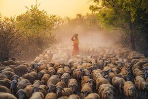 ein lokal Frau und ein groß Schaf Herde Rückkehr zu das Scheune im das Sonnenuntergang, nach ein Tag von Fütterung im das Berge im neunh Thuan Provinz, Vietnam. foto