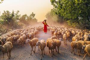 ein lokal Frau und ein groß Schaf Herde Rückkehr zu das Scheune im das Sonnenuntergang, nach ein Tag von Fütterung im das Berge im neunh Thuan Provinz, Vietnam. foto