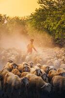 ein lokal Frau und ein groß Schaf Herde Rückkehr zu das Scheune im das Sonnenuntergang, nach ein Tag von Fütterung im das Berge im neunh Thuan Provinz, Vietnam. foto