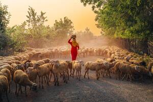 ein lokal Frau und ein groß Schaf Herde Rückkehr zu das Scheune im das Sonnenuntergang, nach ein Tag von Fütterung im das Berge im neunh Thuan Provinz, Vietnam. foto