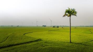 Aussicht von Turbine Grün Energie Elektrizität, Windmühle zum elektrisch Leistung Produktion, Wind Turbinen Erstellen Elektrizität auf Reis Feld beim Phan klingelte, neunh Thuan Provinz, Vietnam foto