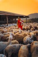 Vietnamesisch Frau mit Lamm auf ein Landschaft, ein Schaf Bauernhof im das Steppe Zone im neunh Thuan Provinz, Vietnam. foto