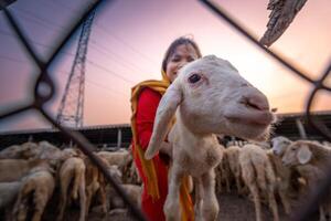 Vietnamesisch Frau mit Lamm auf ein Landschaft, ein Schaf Bauernhof im das Steppe Zone im neunh Thuan Provinz, Vietnam. foto