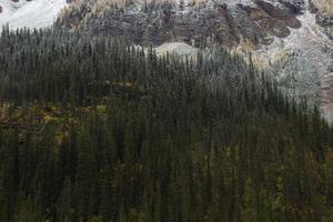 Berg von Kiefer Bäume im Herbst Zeit. foto