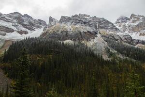 Berg von Kiefer Bäume im Herbst Zeit. foto