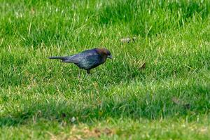 männlich braunhaarig Cowbird sucht zum Essen im das spät Abend Sonne foto