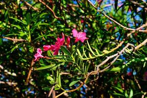 Rosa Oleander Blume aalen im das Morgen Sonnenlicht foto