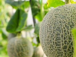 frisch Melonen oder Grün Melonen oder Cantaloup-Melone Melonen Pflanzen wachsend im Gewächshaus unterstützt durch Zeichenfolge Melone Netze. foto