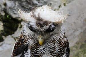 das indisch Uhu, ebenfalls namens das Felsen Uhu oder Bengalen Adler Eule, Bubo Bengalensis ein Spezies von groß gehörnt Eule gefunden im das indisch Subkontinent foto