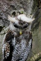 das indisch Uhu, ebenfalls namens das Felsen Uhu oder Bengalen Adler Eule, Bubo Bengalensis ein Spezies von groß gehörnt Eule gefunden im das indisch Subkontinent foto