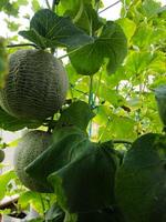 frisch Melonen oder Grün Melonen oder Cantaloup-Melone Melonen Pflanzen wachsend im Gewächshaus unterstützt durch Zeichenfolge Melone Netze. foto