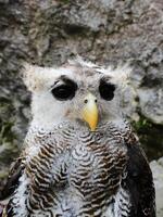 das indisch Uhu, ebenfalls namens das Felsen Uhu oder Bengalen Adler Eule, Bubo Bengalensis ein Spezies von groß gehörnt Eule gefunden im das indisch Subkontinent foto