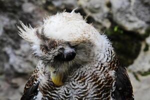 das indisch Uhu, ebenfalls namens das Felsen Uhu oder Bengalen Adler Eule, Bubo Bengalensis ein Spezies von groß gehörnt Eule gefunden im das indisch Subkontinent foto