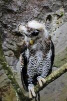 das indisch Uhu, ebenfalls namens das Felsen Uhu oder Bengalen Adler Eule, Bubo Bengalensis ein Spezies von groß gehörnt Eule gefunden im das indisch Subkontinent foto