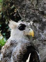 das indisch Uhu, ebenfalls namens das Felsen Uhu oder Bengalen Adler Eule, Bubo Bengalensis ein Spezies von groß gehörnt Eule gefunden im das indisch Subkontinent foto