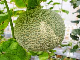 frisch Melonen oder Grün Melonen oder Cantaloup-Melone Melonen Pflanzen wachsend im Gewächshaus unterstützt durch Zeichenfolge Melone Netze. foto