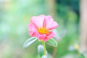 Portulaca Grandiflora ist ein saftig blühen Pflanze im das Purslane Familie Portulakgewächse, einheimisch zu Süd- Brasilien, Argentinien, und Uruguay und häufig kultiviert im Gardens. foto