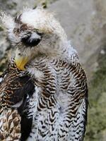 das indisch Uhu, ebenfalls namens das Felsen Uhu oder Bengalen Adler Eule, Bubo Bengalensis ein Spezies von groß gehörnt Eule gefunden im das indisch Subkontinent foto