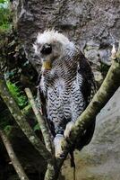 das indisch Uhu, ebenfalls namens das Felsen Uhu oder Bengalen Adler Eule, Bubo Bengalensis ein Spezies von groß gehörnt Eule gefunden im das indisch Subkontinent foto