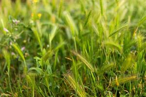 natürlich Hintergrund mit wild Pflanzen. foto