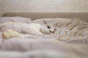 das erschrocken Katze lauerte auf das Bett mit es ist Ohren munter hoch. ein erschrocken Katze mit groß Augen und festgesteckt Ohren. foto