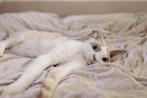 das Kätzchen sieht aus nach vorne erschrocken Lügen auf das Bett. ein erschrocken Katze mit groß Augen und festgesteckt Ohren. foto
