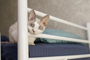 Kätzchen gestochen ihr Kopf zwischen das Kopfteil von das Bett. ein Weiß Katze von das Devon rex züchten. foto