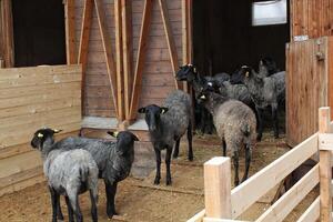 Schaf inländisch Tiere beim Bauernhaus. Öko Bauernhof zum Molkerei Produkte. Milch Schaf im stabil auf Bauernhof. Schaf in der Nähe von ein Scheune auf Landschaft. das Vieh Landwirtschaft. natürlich ökologisch Landwirtschaft Konzept. klein Geschäft foto