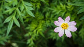 schön, bunt Blume Hintergrund Bilder, Natur Hintergrund foto