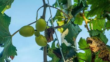 Traube Baum mit es ist Obst foto