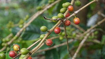 Kaffee Bohne Pflanze im Natur. diese Arabica Kaffee hat viele authentisch Aromen und Aromen foto