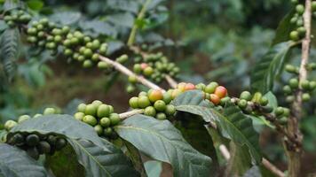 Kaffee Bohne Pflanze im Natur. diese Arabica Kaffee hat viele authentisch Aromen und Aromen foto