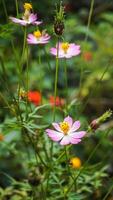 schön, bunt Blume Hintergrund Bilder, Natur Hintergrund foto