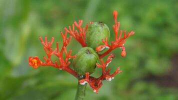Jarak bali , balinesisch Rolle Pflanze Blumen foto