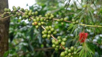 Kaffee Bohne Pflanze im Natur. diese Arabica Kaffee hat viele authentisch Aromen und Aromen foto
