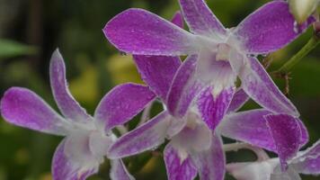 Orchidee Blumen, Natur Hintergrund, Atmosphäre nach Regen foto