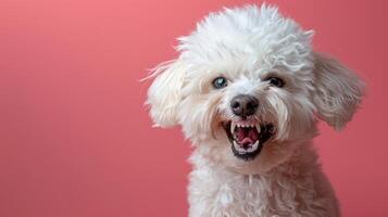 Bichon frise, wütend Hund entblößt es ist Zähne, Studio Beleuchtung Pastell- Hintergrund foto