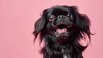 Pekinese, wütend Hund entblößt es ist Zähne, Studio Beleuchtung Pastell- Hintergrund foto