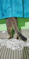 Porträt von ein dunkel braun indonesisch javanisch Katze Schwanz foto