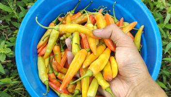 Mann halten rot Chilischoten Das haben gewesen geerntet von das Reis Felder. Chili oder Paprika annuum ist einer von das Main Zutaten im täglich Kochen. foto