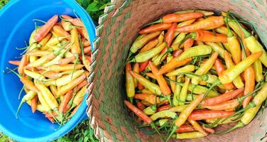 rot Chilischoten oder Paprika annuum Das haben gewesen geerntet von das Reis Felder. foto