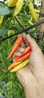 Foto von ein Mann pflücken Chilischoten im ein Reis Feld, Chilischoten mit das wissenschaftlich Name Paprika annuum sind einer von das Main Zutaten im täglich Kochen.