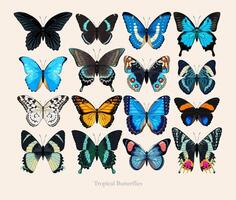 groß einstellen von hoch detailliert Schmetterlinge foto
