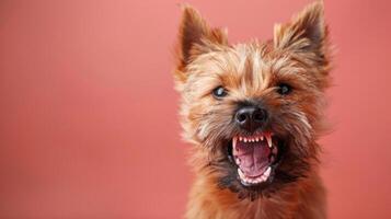 Steinhaufen Terrier, wütend Hund entblößt es ist Zähne, Studio Beleuchtung Pastell- Hintergrund foto