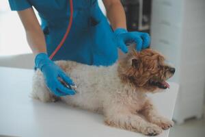 Nahansicht Schuss von Tierarzt Hände Überprüfung Hund durch Stethoskop im Tierarzt Klinik foto