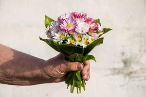 kreativ Geste mit Schnitt Blumen im Rosa und Weiß Gänseblümchen Strauß foto