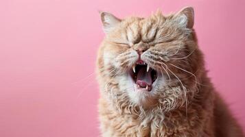 Selkirk Rex, wütend Katze entblößt es ist Zähne, Studio Beleuchtung Pastell- Hintergrund foto