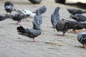 verbreitet indisch Taube Anzeige auf lokal Straße. Vogel Fütterung auf öffnen und leeren Straße. schön Vogel Hintergrund. foto