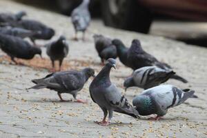 verbreitet indisch Taube Anzeige auf lokal Straße. Vogel Fütterung auf öffnen und leeren Straße. schön Vogel Hintergrund. foto
