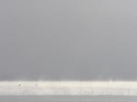 Enten im Nebel, Bellus-Stausee, Spanien foto